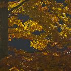 Herbstlaub am Plansee