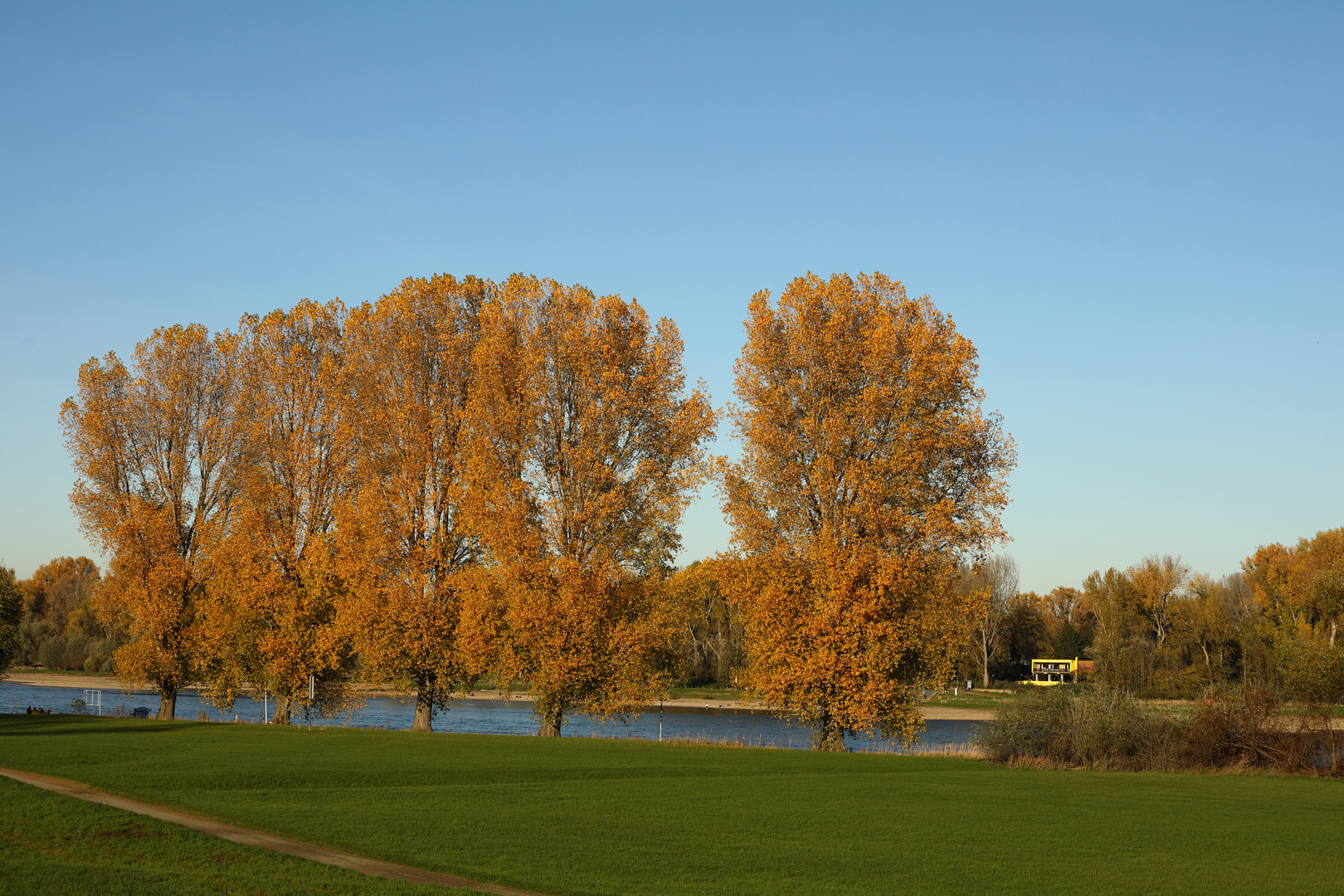 Herbstlaub am Rhein