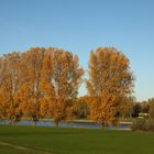 Herbstlaub am Rhein