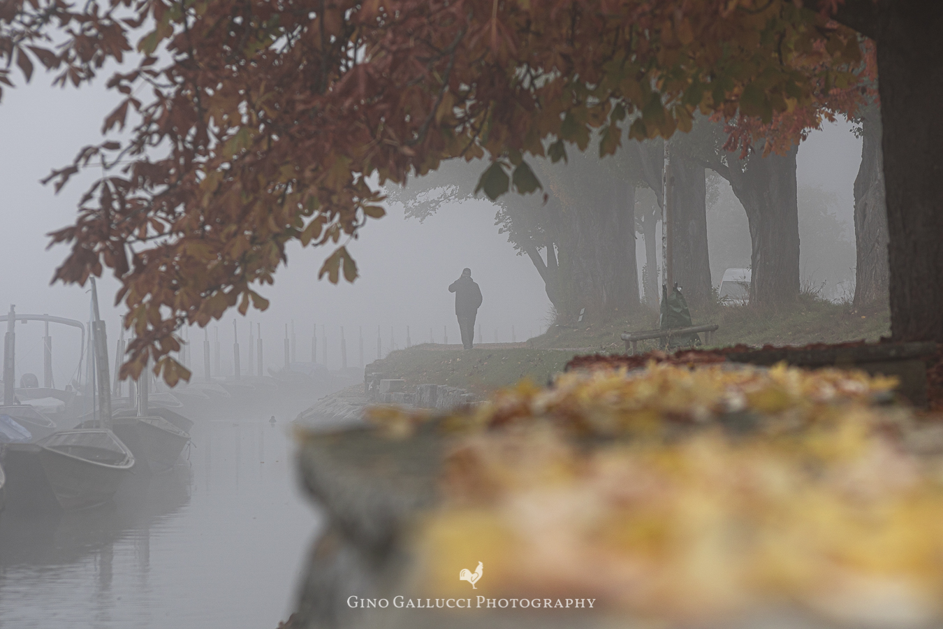 Herbstlaub am Rhein