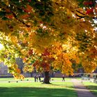 Herbstlaub am Schloss Charlottenburg