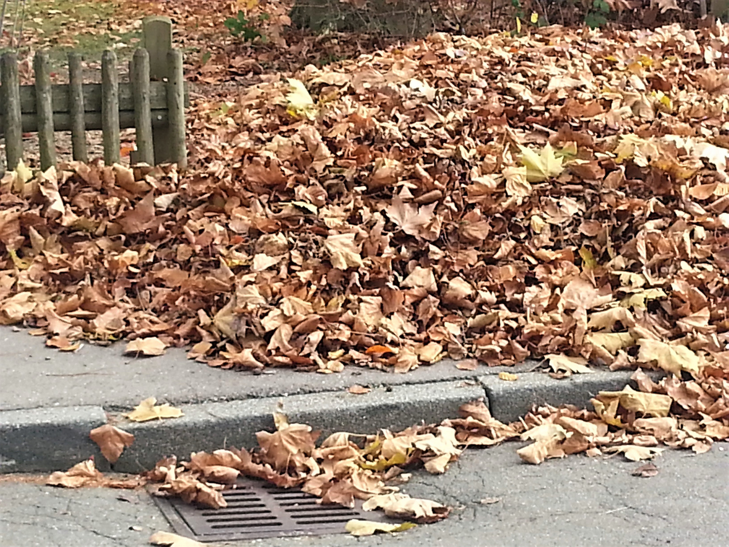 Herbstlaub am Straßenrand