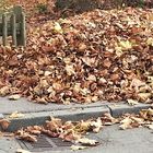 Herbstlaub am Straßenrand