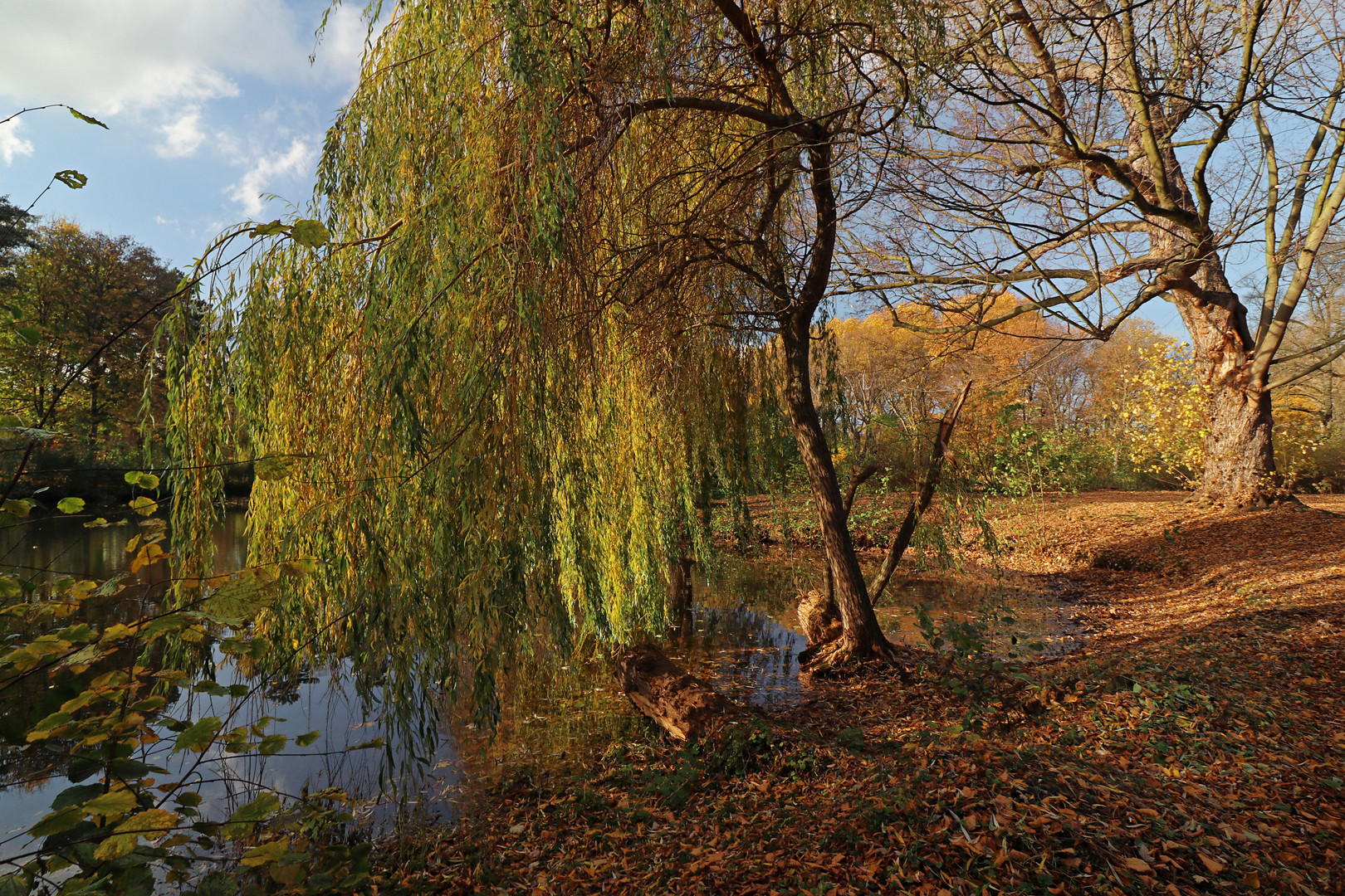 Herbstlaub am Ufer