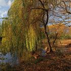 Herbstlaub am Ufer