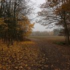 Herbstlaub am Weg