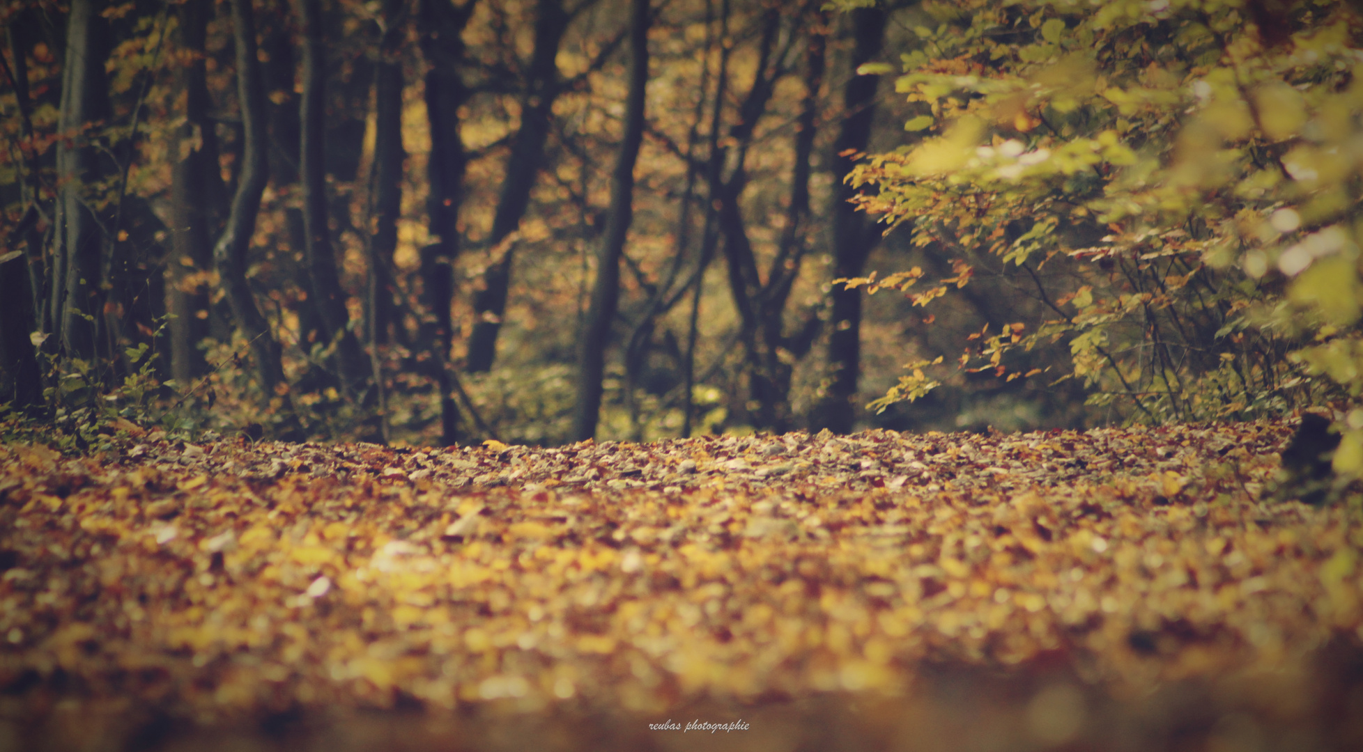 Herbstlaub am Weg