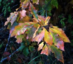 Herbstlaub am Wegesrand