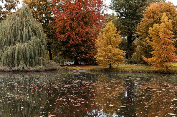Herbstlaub an den Bäumen