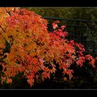 Herbstlaub an der Alb.....