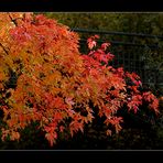 Herbstlaub an der Alb.....