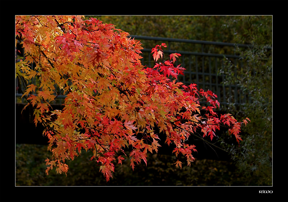 Herbstlaub an der Alb.....