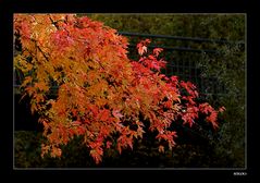 Herbstlaub an der Alb.....