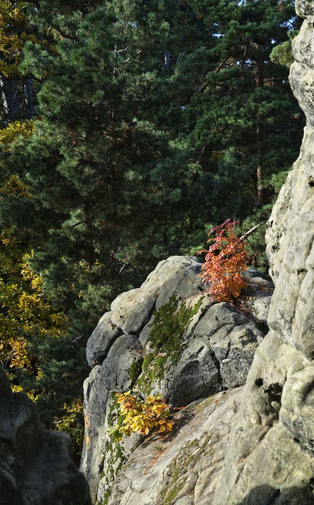 Herbstlaub an der Teufelsmauer im Harz
