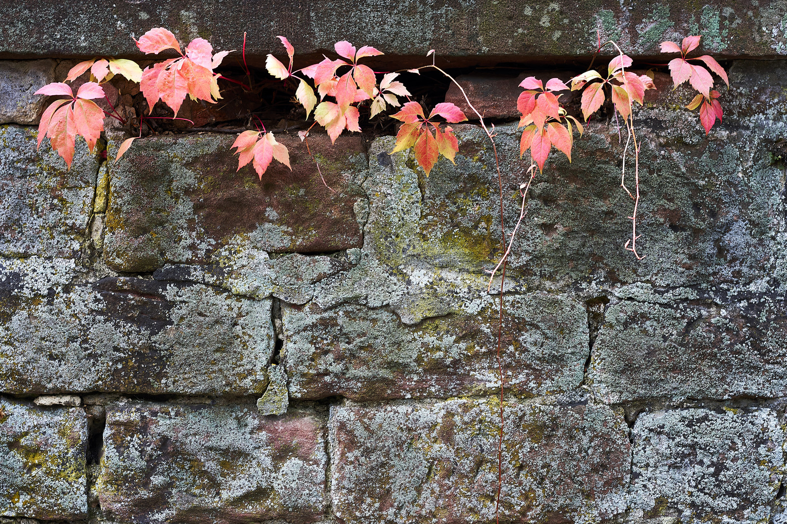 Herbstlaub an einer Mauer