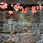 Herbstlaub an einer Mauer