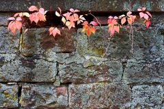 Herbstlaub an einer Mauer