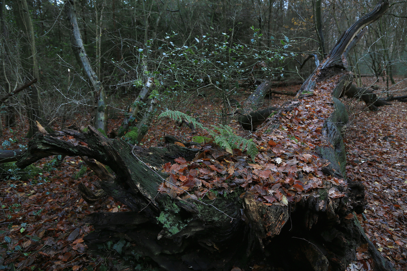 herbstlaub auf baumstamm