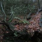 herbstlaub auf baumstamm