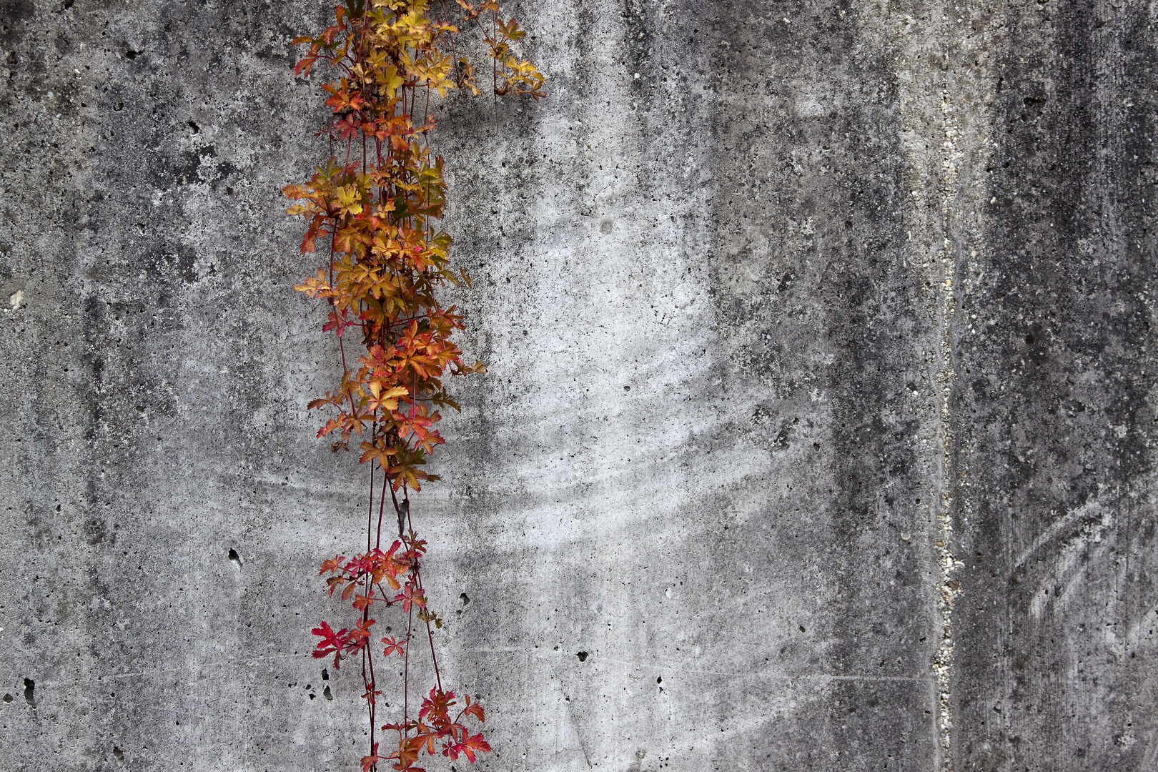 Herbstlaub auf Betonwand