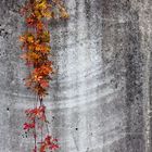 Herbstlaub auf Betonwand