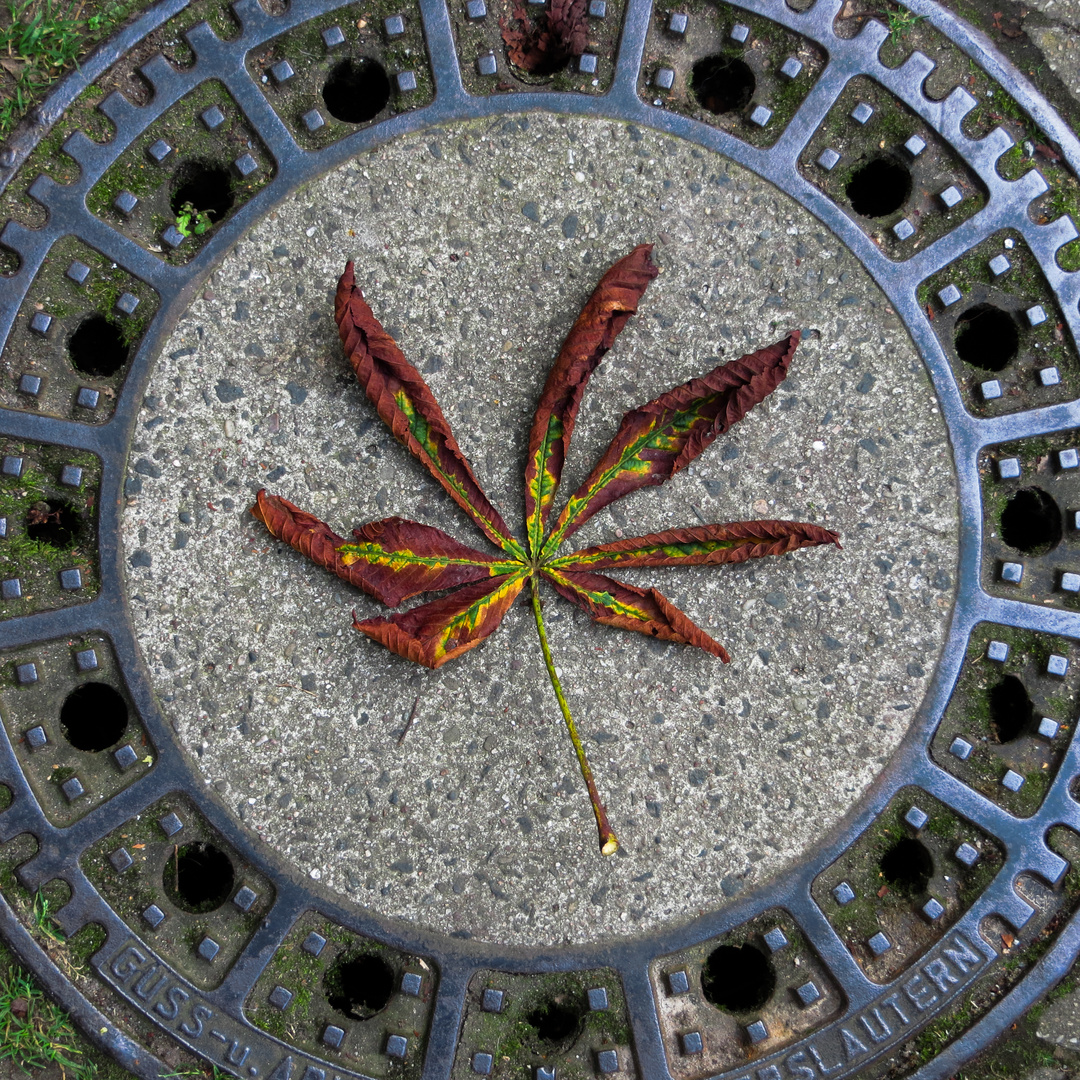 Herbstlaub auf dem Betontablett