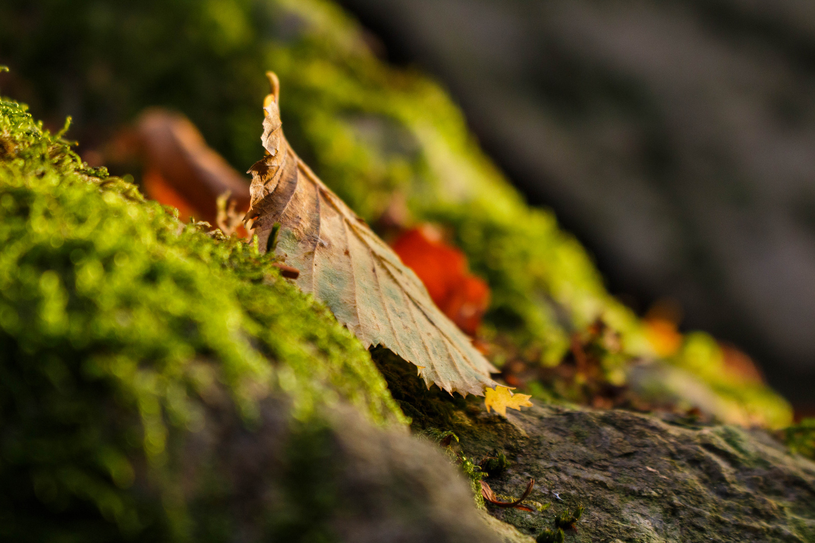 Herbstlaub auf dem Fels 2