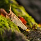 Herbstlaub auf dem Fels 2