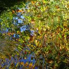 Herbstlaub auf dem Hohlsee bei Schwäbisch Hall