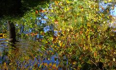 Herbstlaub auf dem Hohlsee bei Schwäbisch Hall