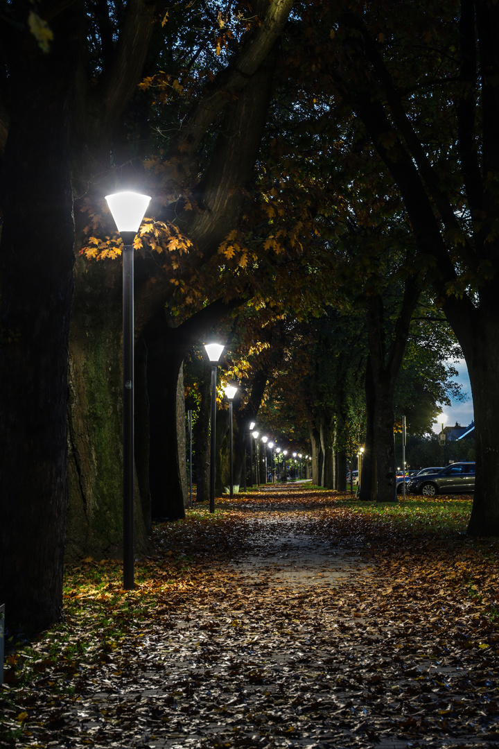 Herbstlaub auf dem Radweg 