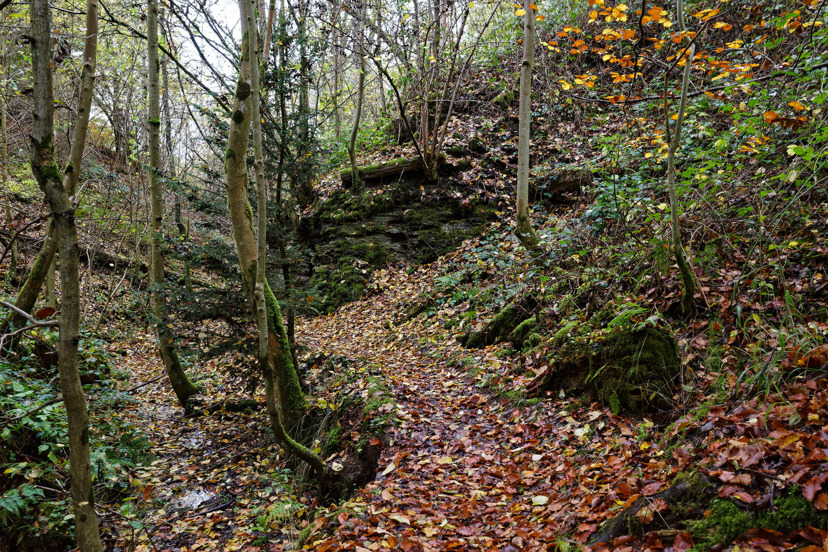 Herbstlaub auf dem Waldpfad