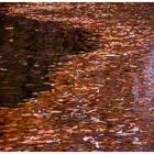 Herbstlaub auf dem Wasser