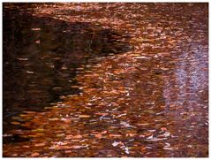 Herbstlaub auf dem Wasser