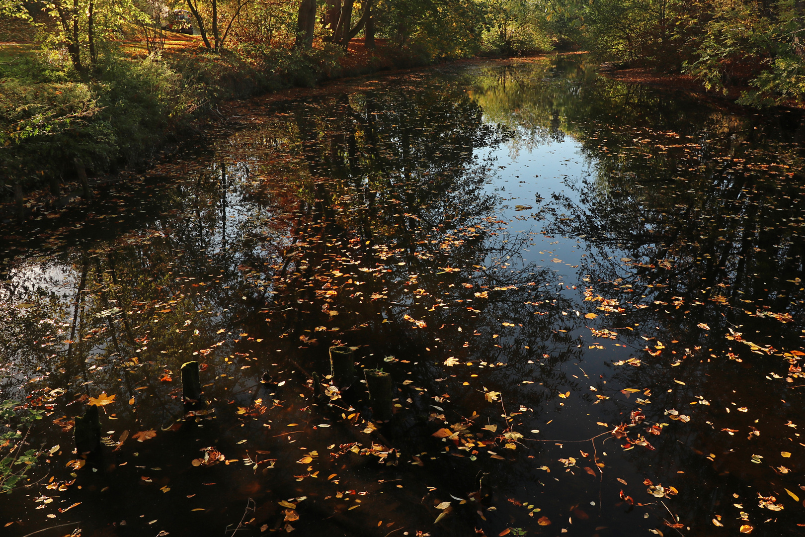 Herbstlaub auf dem Wasser