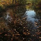 Herbstlaub auf dem Wasser