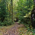 Herbstlaub auf den Waldpfaden