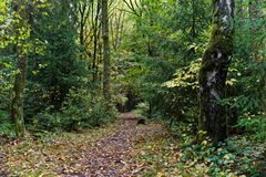 Herbstlaub auf den Waldpfaden