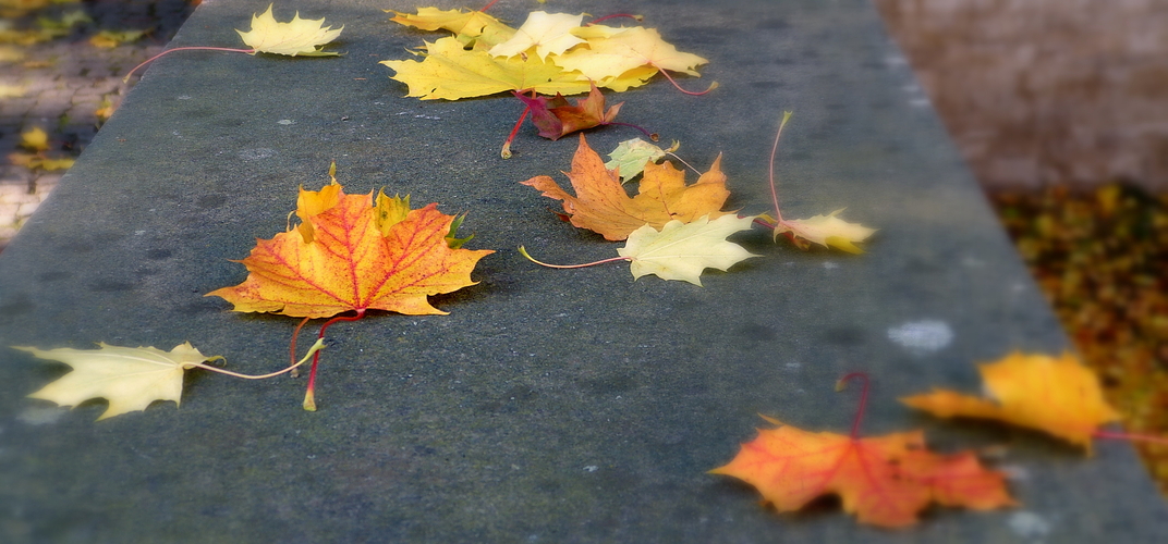 Herbstlaub auf der Mauer