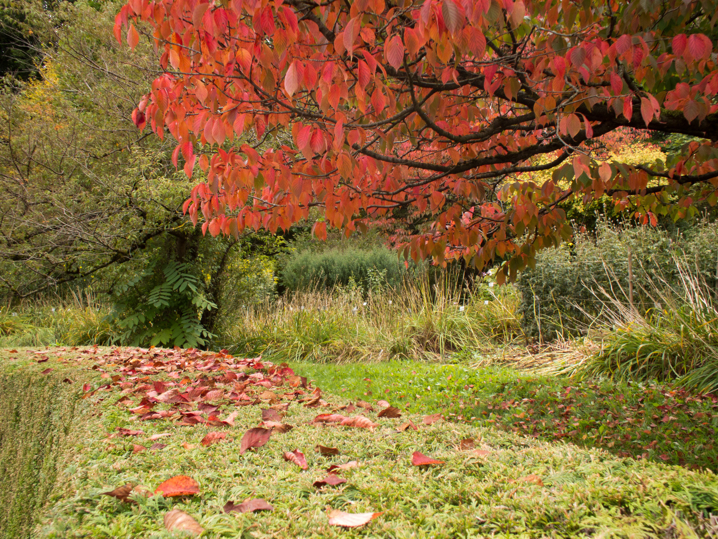 Herbstlaub auf einer Hecke