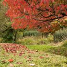 Herbstlaub auf einer Hecke