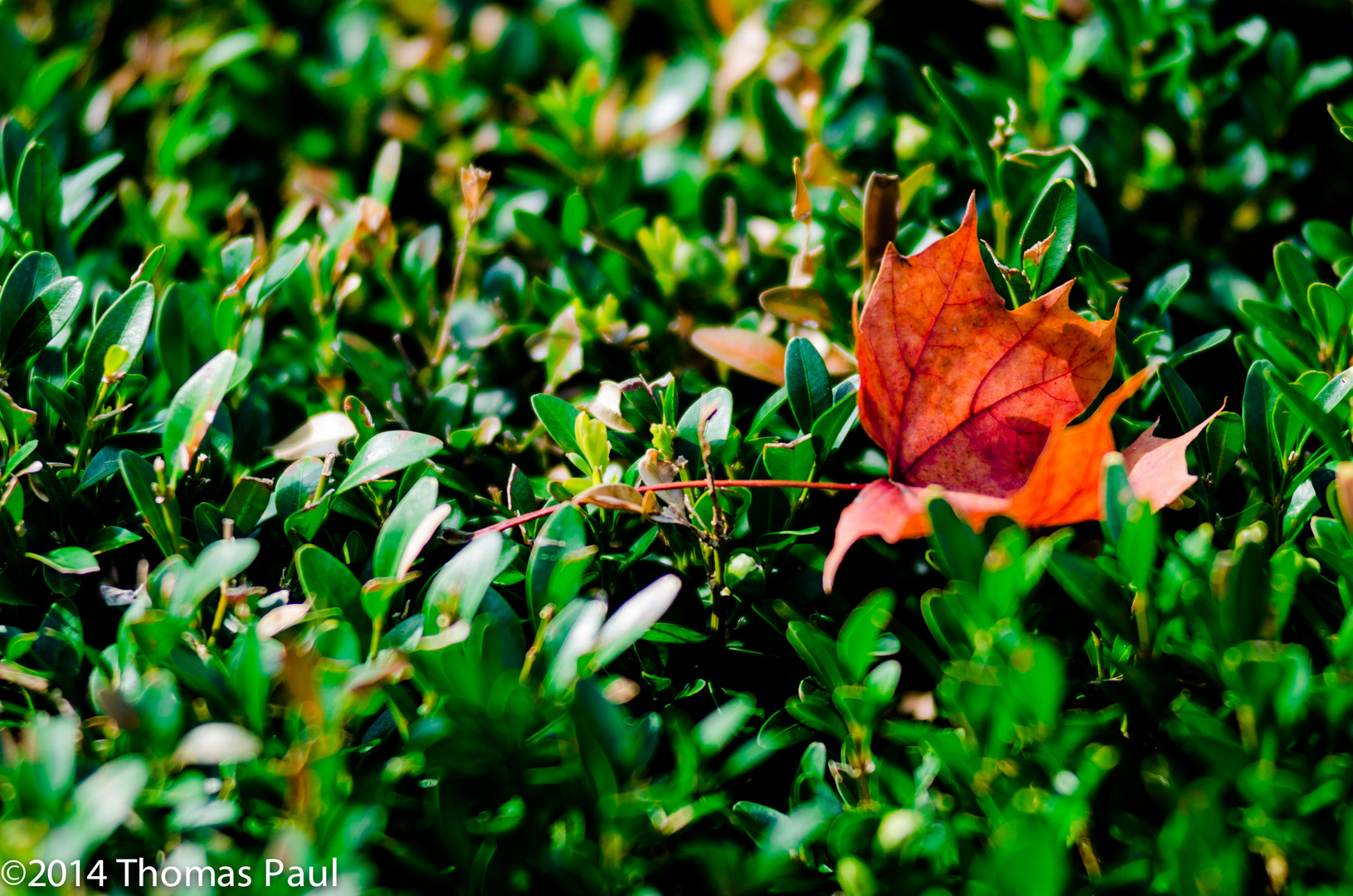 Herbstlaub auf Hecke