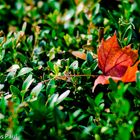 Herbstlaub auf Hecke