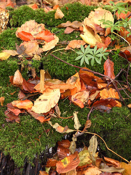 Herbstlaub auf Moos