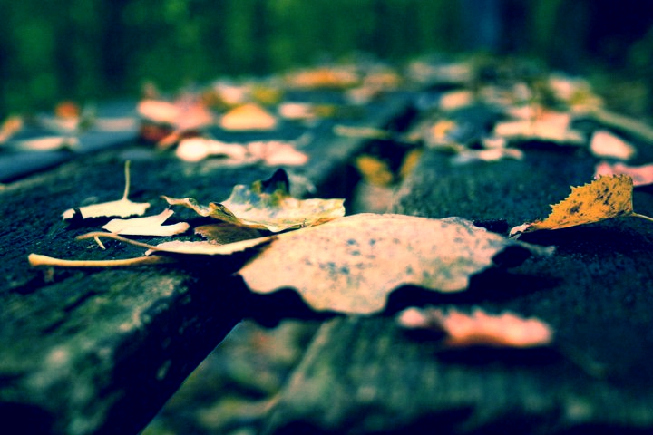 Herbstlaub auf Parkbank