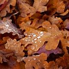 Herbstlaub aufgehübscht