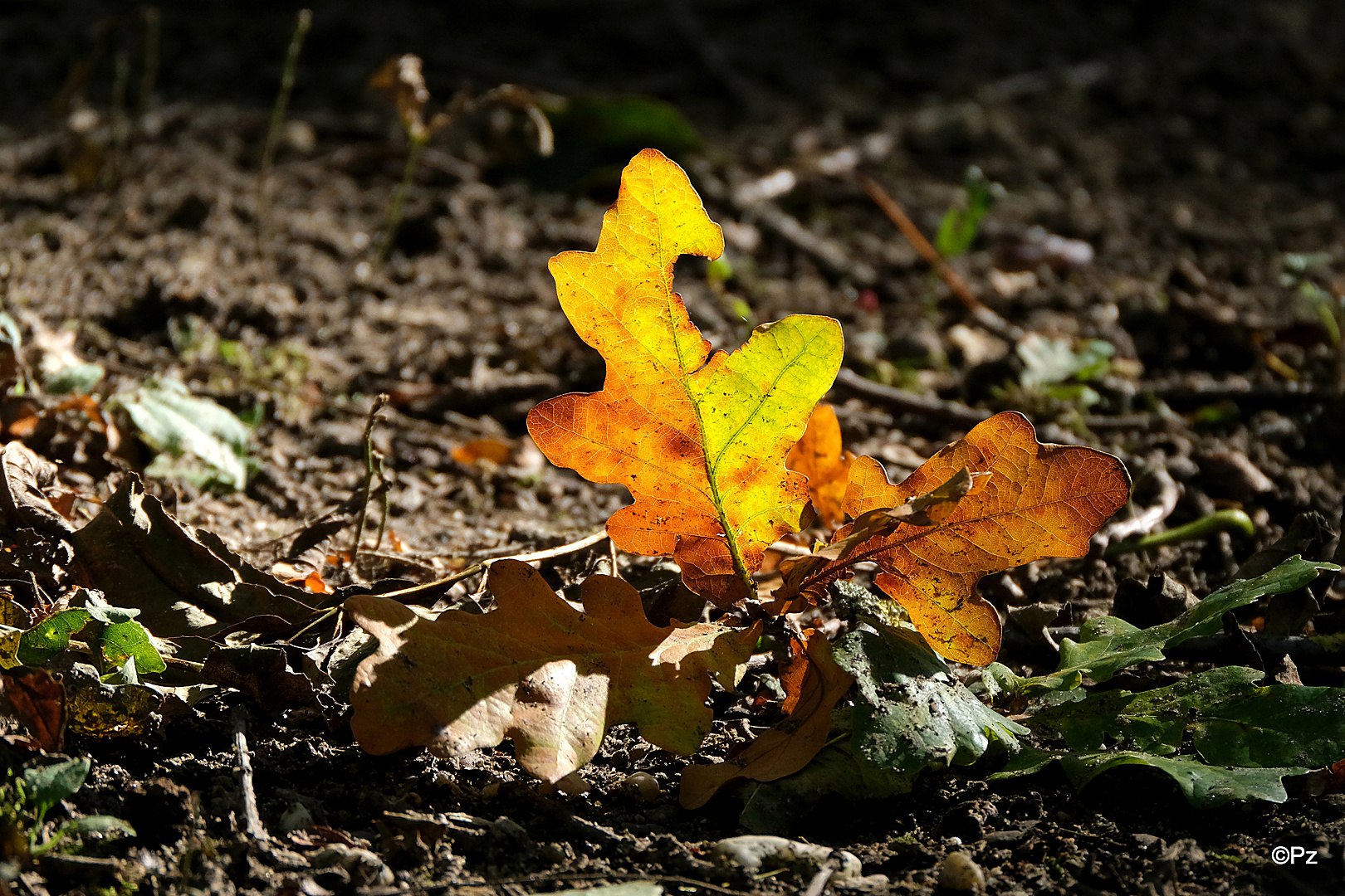 Herbstlaub aus der Frosch-Perspektive ...