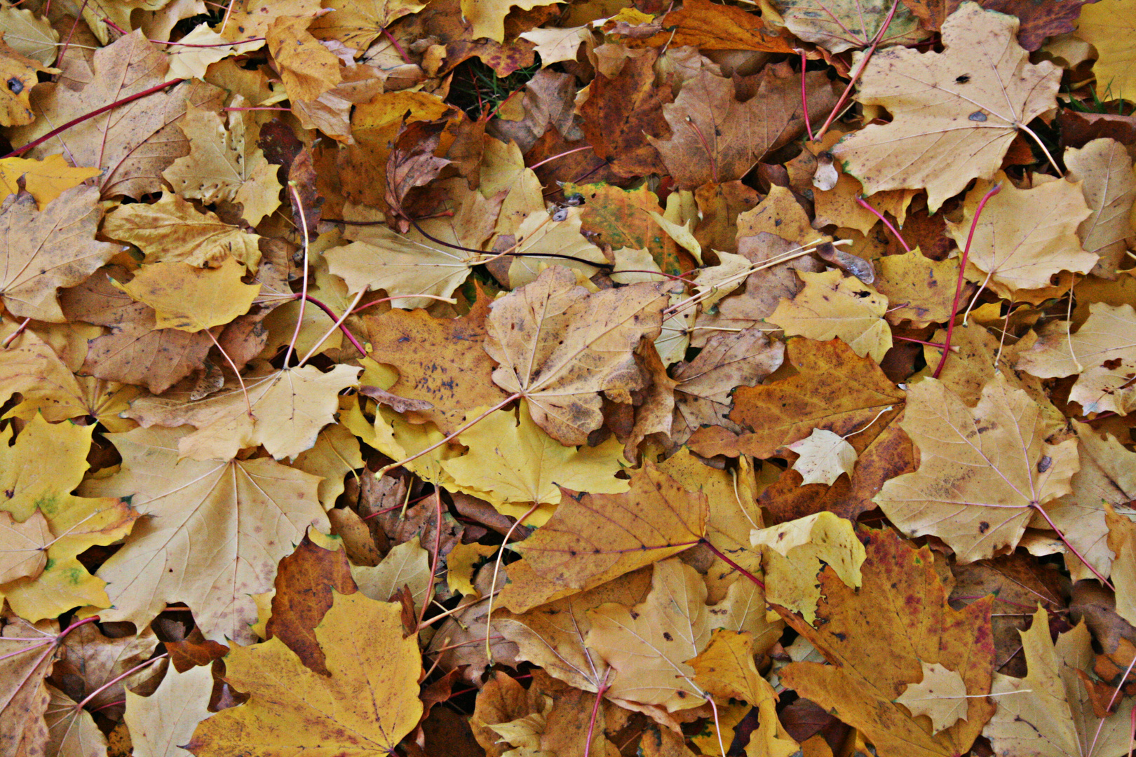 Herbstlaub