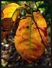 Herbstlaub