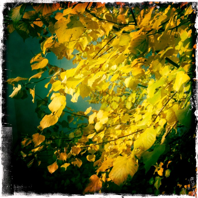 Herbstlaub